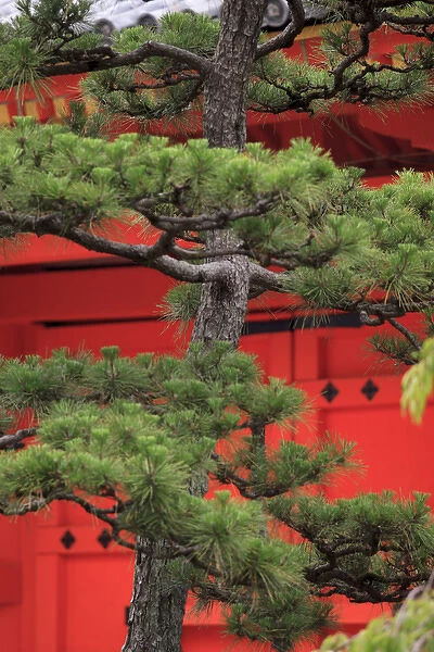 Elaborately sculpted pine trees in the grounds of the Sanjuusangendo Temple in Kyoto