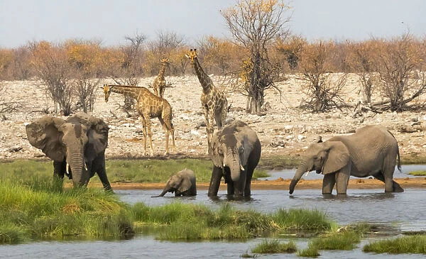 Elephant herd in Etosha National Park. Oshikoto Region, Namibia