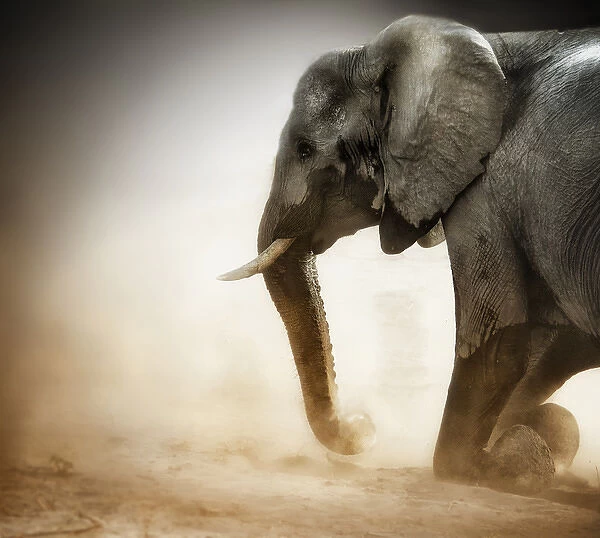 Elephant kneeling with dust