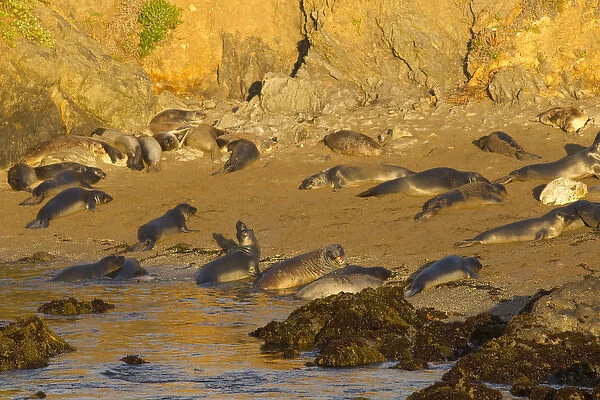 Elephant seal rookery near San Simeon in Big Sur, California, USA