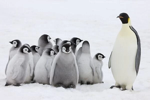 Emperor Penguin (Aptenodytes forsteri) parent with chick on ice, Snow Hill Island