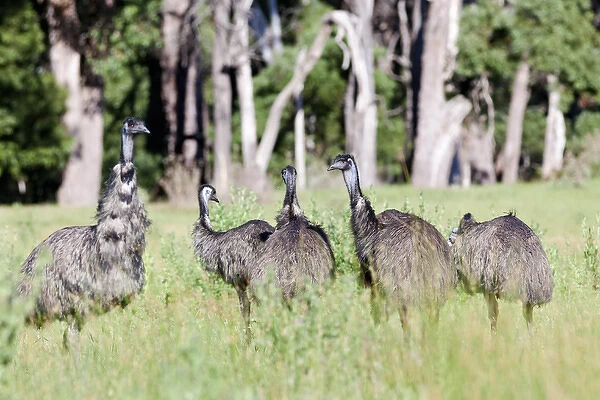 Emu (Dromaius novaehollandiae). The Emu is quite common in Australia and is also