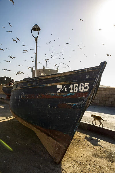 Essaouira, Morocco, Seagulls swam over a boat and a cat