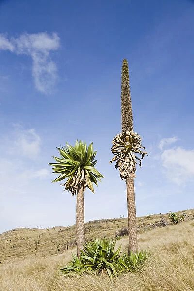 Ethiopian Giant Lobelia (Lobelia rhynchopetalum)