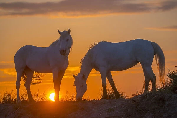 Europe, France, Provence, Camargue. Two Camargue horses at sunrise