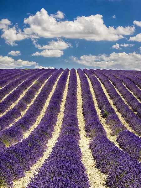 Europe; France; Provence; Lavender Field on the Valensole plateau