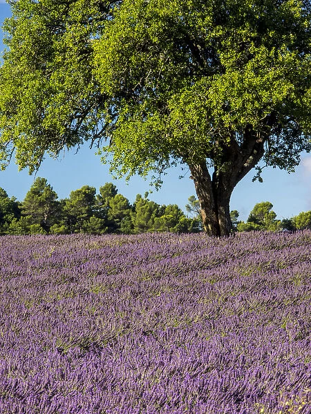 Europe; France; Provence; Lone Tree in Lavender Field