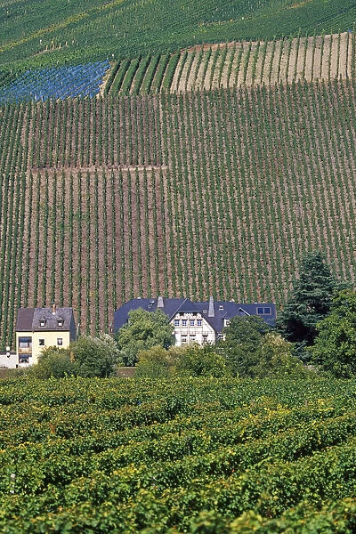 Europe, Germany, Rhineland-Palatinate, town of Bernkastel-Kues, vineyard