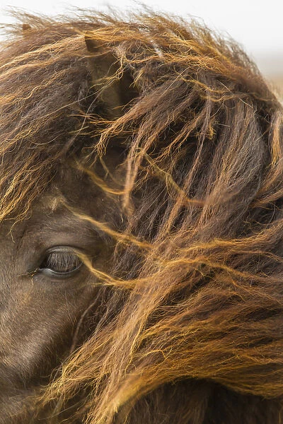 Europe, Iceland. Close-up of Icelandic horses head