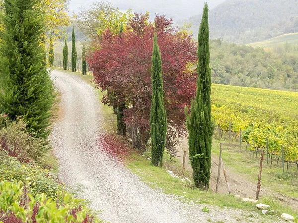 Europe, Italy, Chianti. Gravel road winding through a vineyard in autumn in the Chianti