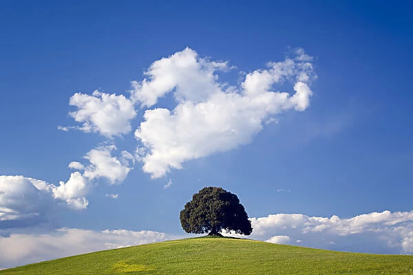 Europe, Italy, San Quirico d Orcia. Tree on hill