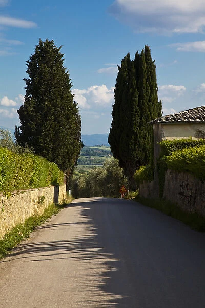 Europe; Italy; Tuscany; Tuscan Backroad through Cypress Trees