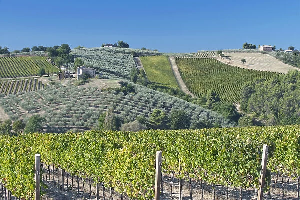 Europe, Italy, Umbria, near Montefalco, Vineyards & Olive Goves