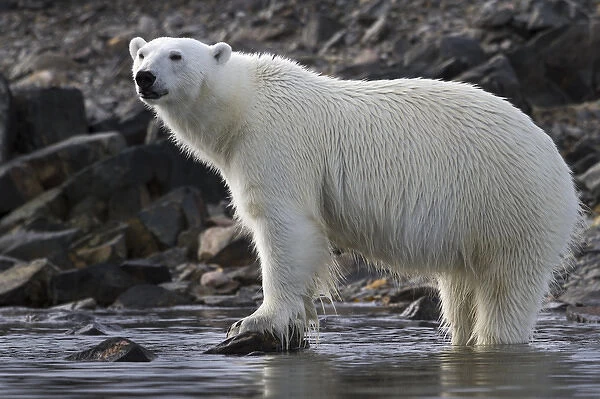 Europe, Norway, Svalbard. Close-up of polar bear standing in water