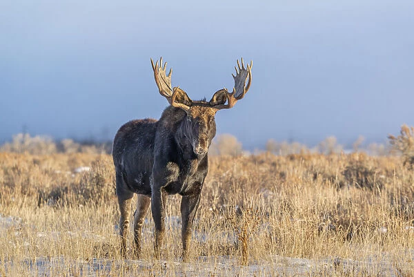 Eye contact from Bull Moose, Grand Teton National Park, Wyoming