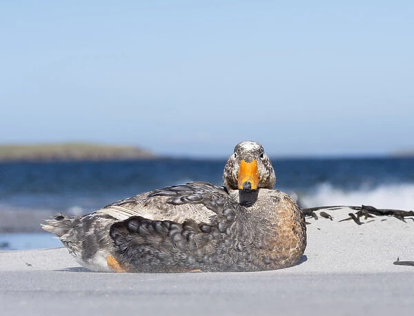 Falkland Flightless Steamer Duck (Tachyeres brachypterus) or Logger, an endemic duck