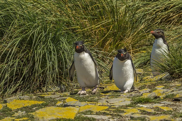 Falkland Islands, Bleaker Island. Rockhopper penguins and tussac grass. Credit as