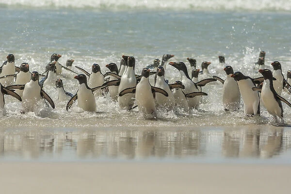 Falkland Islands, Saunders Island. Rockhopper penguins return to beach from ocean