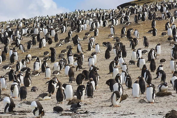 Falkland Islands. Saunders Island. Gentoo penguin (Pygoscelis papua) colony