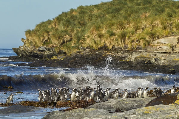 Falkland Islands, Sea Lion Island. Magellanic penguins and surf