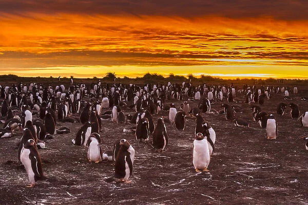 Falkland Islands, Sea Lion Island. Gentoo penguins colony at sunset