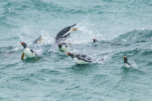 Falkland Islands, Sea Lion Island. Gentoo penguins porpoising in surf. Credit as