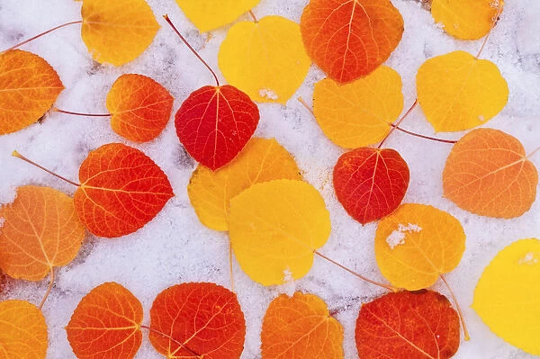 Fall aspen leaves on snow, Inyo National Forest, Sierra Nevada Mountains, California, USA
