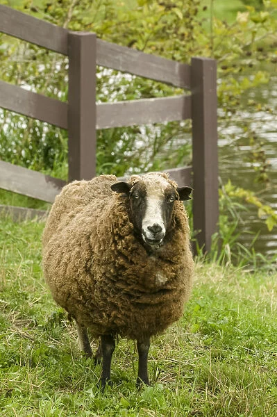 Fall City, Washington State, USA. Jacob Sheep mixed breed in pasture by wooden fence