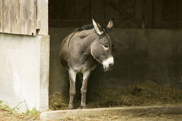 Fall City, Washington State, USA. Donkey in her shelter