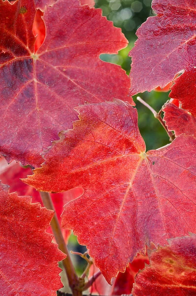 Fall-colored Pinot noir red leaves in the Maresh Red Hills vineyard, Yamhill County