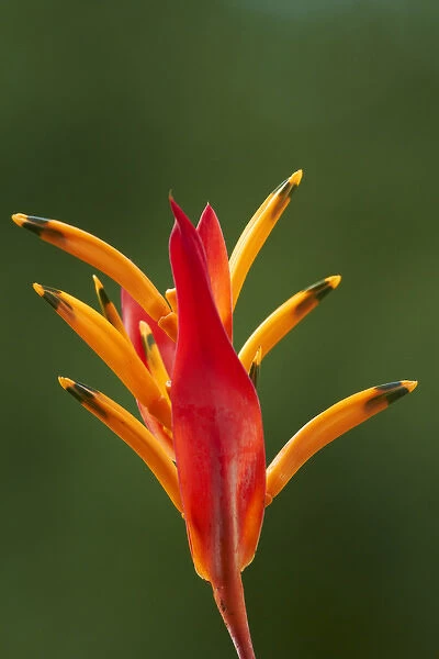 False Bird-Of-Paradise Flower (Heliconia psittacorum), Nadi, Viti Levu, Fiji, South
