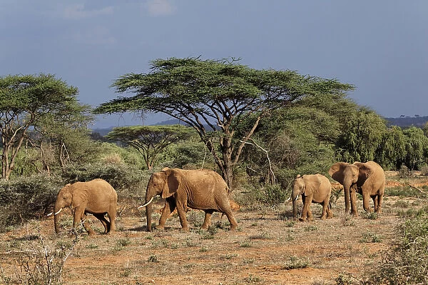 Family of Africa elephants, Samburu National Game Reserve, Kenya; Africa