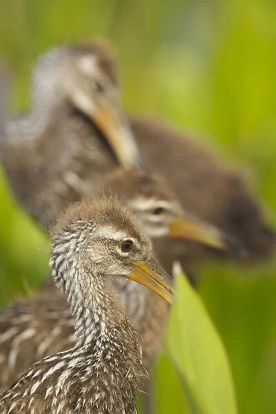A family of Limpkin chicks, Aramus guarana, Viera wetlands, Florida