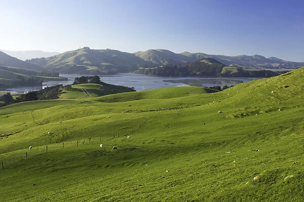 Farmland and Hoopers Inlet, Otago Peninsula, Dunedin, South Island, New Zealand