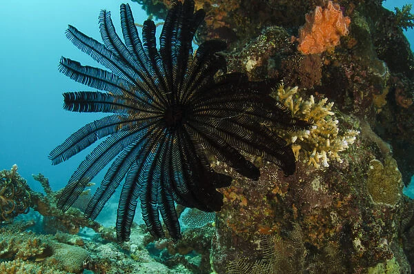 Feather Star (Comasteridae) & coral reef diversity, Rainbow Reef, Fiji. South Pacific