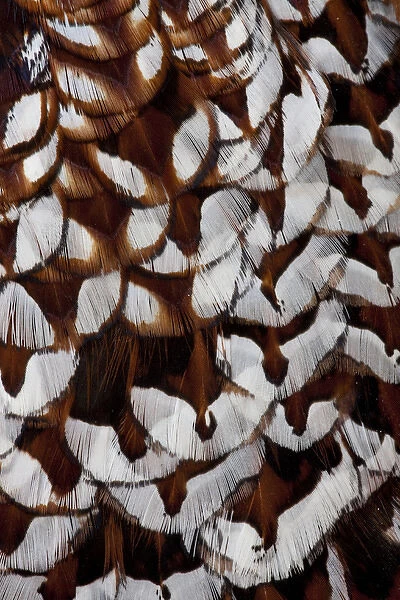 Back feathers of Cooper Pheasant