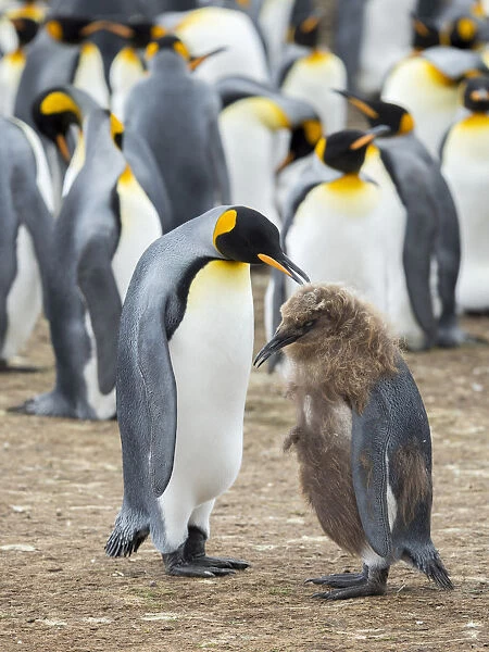 Feeding a chick in brown plumage. King Penguin on Falkland Islands