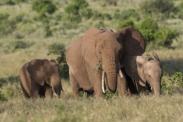 A female African elephant (Loxodonta africana) and calves, Lualenyi, Tsavo, Kenya