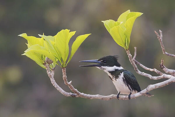 Female Amazon kingfisher