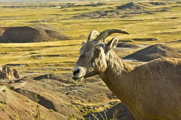 female Bighorn Sheep; in landscape; Badlands Loop Road; Badlands National Park; South