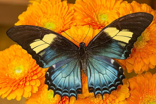 Female butterfly (papilio androgeos) from Peru on orange gerber daisies