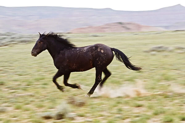 Feral Horse (Equus caballus) running and kicking up dust in the high, sagebrush country