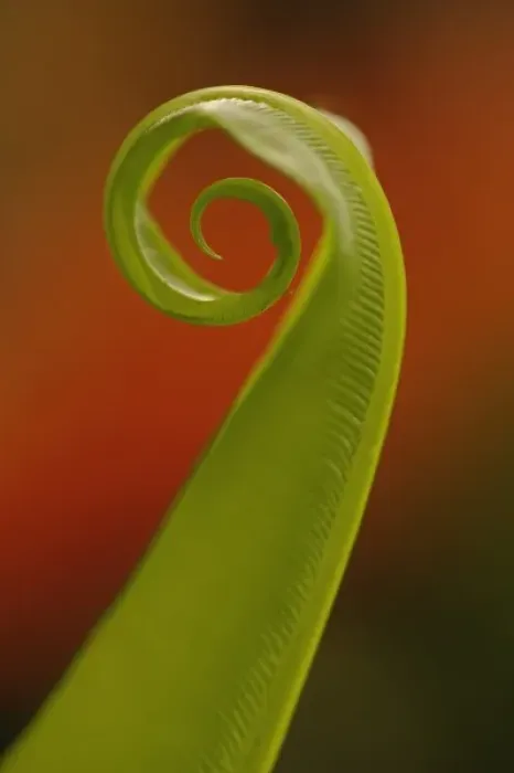 Framed Print : Fern Unfolding Print