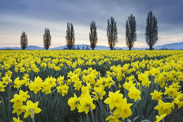 Fields of yellow daffodils in late March, Skagit Valley, Washington State