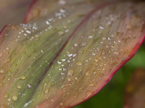 Fiji, Taveuni Island. Water droplets on a red and green leaf