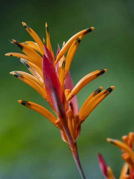 Fiji, Vanua Levu. False Bird Of Paradise Flower (Heliconia psittacorum)