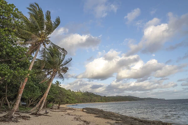 Fiji, Viti Levu. Beach with palm trees and white clouds