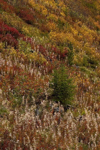 Fireweed and underbrush in autumn hues in the Jewel Basin Hiking Area of the Flathead National Forest, Montana, USA