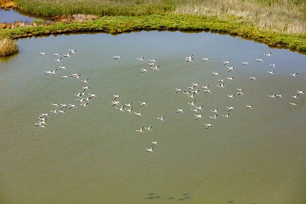 Flamingos flying in wetland on the Aegean coast, Turkey