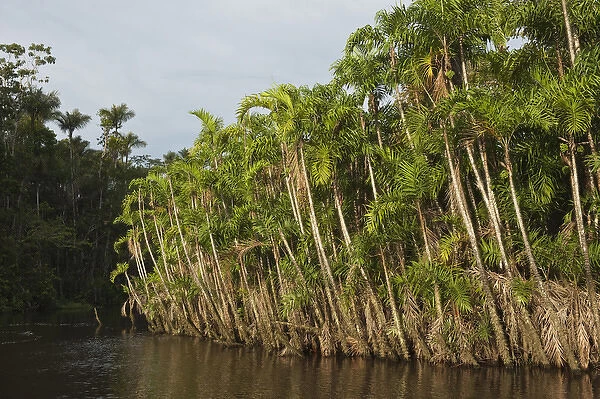 Flooded Igapo forest. Cocaya River. Eastern Amazon Rain Forest. Border of PERU &ECUADOR